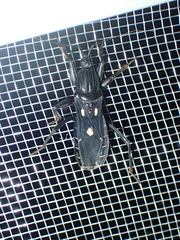 Ectomocoris