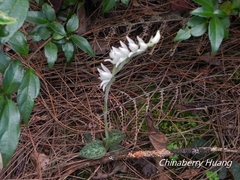 Goodyera schlechtendaliana