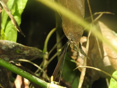 Mecistogaster ornata