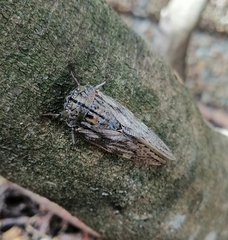 Platypleura capensis