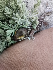 Pachydactylus austeni