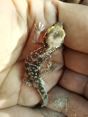 Pachydactylus austeni