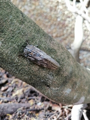 Platypleura capensis