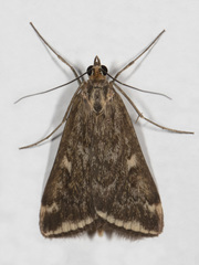 Loxostege sticticalis