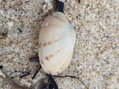 Ruditapes decussatus