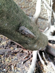 Platypleura capensis