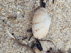 Ruditapes decussatus