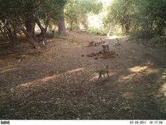 Cercocebus galeritus