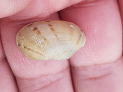 Ruditapes decussatus