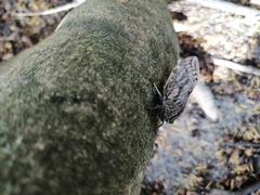 Platypleura capensis