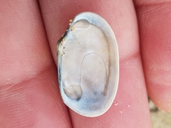 Ruditapes decussatus