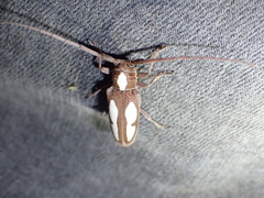 Prosopocera paykulli