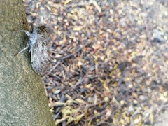 Platypleura capensis