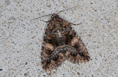 Condica macrosema