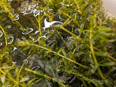 Hydrilla
