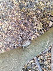 Platypleura capensis