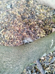 Platypleura capensis