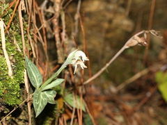 Goodyera schlechtendaliana
