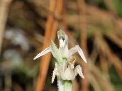 Goodyera schlechtendaliana