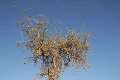 Balanites aegyptiaca