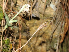 Goodyera schlechtendaliana