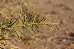 Balanites aegyptiaca