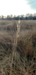 Bothriochloa longipaniculata