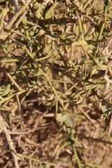 Balanites aegyptiaca