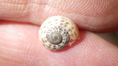 Marmorana melitensis