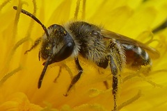 Andrena ventralis