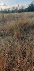 Bothriochloa longipaniculata