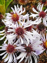 Diplostephium haenkei