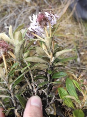 Diplostephium haenkei
