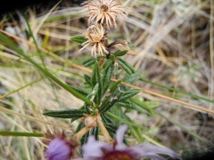 Diplostephium goodspeedii