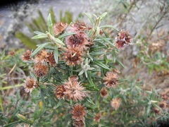 Diplostephium goodspeedii