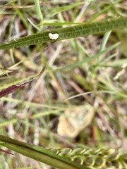 Molippa strigosa