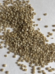 Chenopodium quinoa