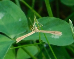 Stenoptilia pterodactyla