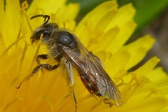 Andrena ventralis