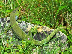 Lacerta diplochondrodes cariensis