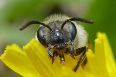 Andrena ventralis