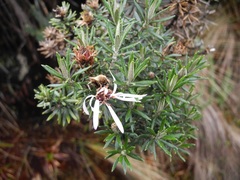 Diplostephium callilepis