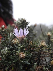 Diplostephium callilepis