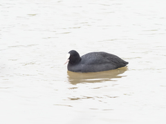 Fulica atra