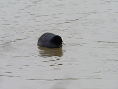 Fulica atra
