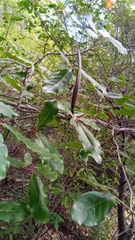 Mascarenhasia
