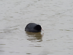 Fulica atra