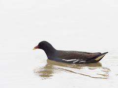 Gallinula chloropus
