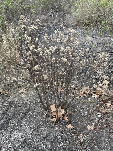iNaturalist observation photo of Sunflowers, Daisies, Asters, and Allies