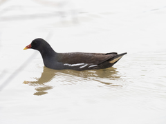 Gallinula chloropus